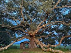 a large tree with lights hanging from it's branches in the middle of a field