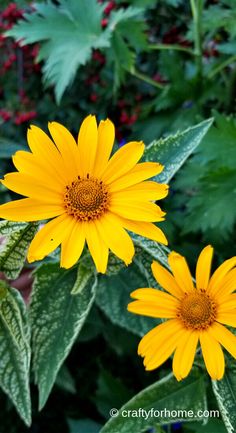 two yellow flowers with green leaves in the background