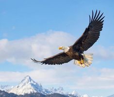 an eagle flying in the air with mountains in the background