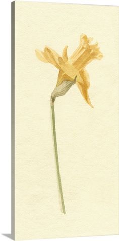 a watercolor painting of a single yellow daffodil flower on a white background