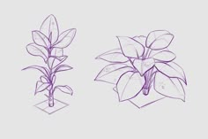 three different types of plants are shown in purple pencils on a gray background,