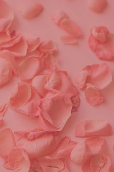 pink rose petals scattered on a light pink surface