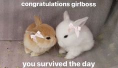 two small rabbits sitting next to each other on a gray background with the caption congratulations girlboss you survived the day