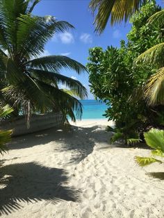 a sandy beach with palm trees and the ocean in the background