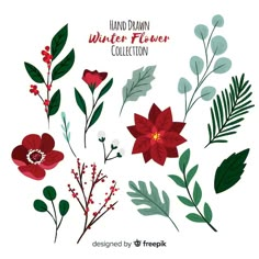 hand drawn winter flower collection with red flowers and green leaves