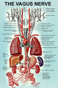 Nerf Vague, Nervus Vagus, Sistem Saraf, The Vagus Nerve, Craniosacral Therapy, Human Body Anatomy, Human Anatomy And Physiology, Medical Anatomy