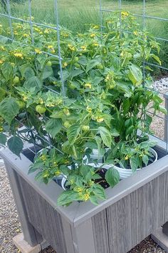 an outdoor planter with yellow flowers growing in it's center and attached to a metal fence