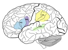 a drawing of a brain with the red spot in it's left side area