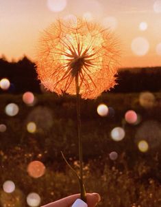 a person holding a dandelion in their hand with the sun setting behind them