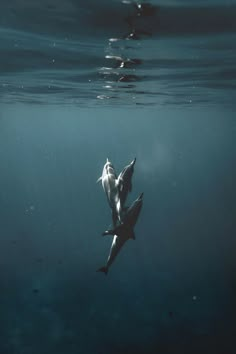 two dolphins swimming in the ocean with their heads above the water's surface, looking for food