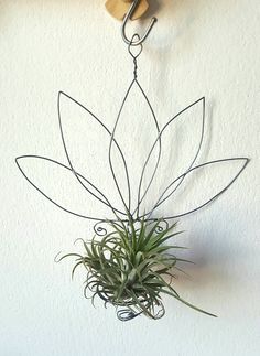 an air plant hanging from a hook on the wall