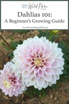 dahlias 101 a beginner's growing guide