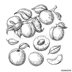 hand drawn apricots with leaves and slices on white background stock photo royalty illustration