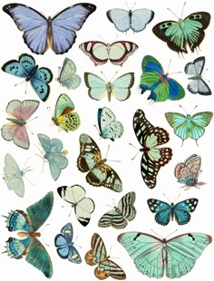 a bunch of different colored butterflies on a white background