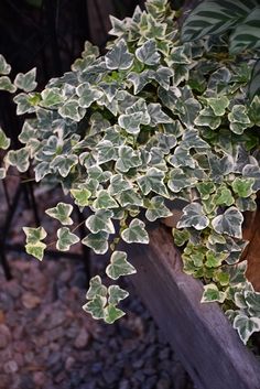 a close up of a plant with green leaves