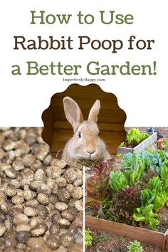 rabbits in their garden with text overlay how to use rabbit poop for a better garden