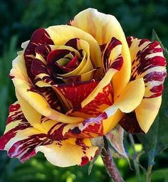 a yellow and red striped rose with green leaves in the backgrounds