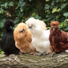 four chickens sitting on top of a tree branch in the forest, one chicken is brown and white