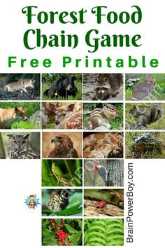 the forest food chain game is free printable and includes pictures of animals, plants, and insects