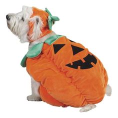 a dog dressed up in a pumpkin costume