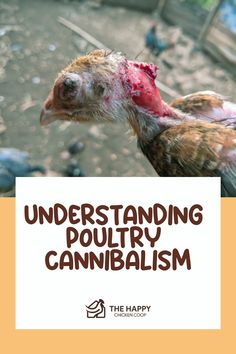 A distressed chicken with visible head injuries indicative of cannibalism, emphasizing the need for proper poultry care. Chicken Pecking, Raising Quail, Chicken Care, Goat Care, Raising Goats, Chicken Eating, Raising Backyard Chickens, Nutritious Diet