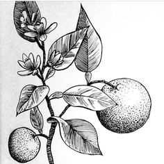 an apple tree branch with two apples on it and flowers in the background, vintage line drawing or engraving