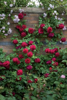 red and white roses growing on the side of a brick wall