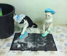 two cats sitting on the floor playing with toothbrushes