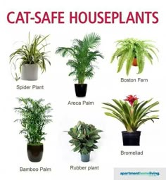 there are many different types of houseplants in this page, and the names describe them