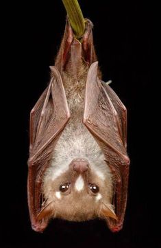 a bat hanging upside down with its mouth open