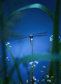 a dragon flys through the air above some grass and flowers in front of a blue background