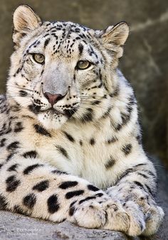 a white snow leopard laying on top of a rock covered in ligte and black spots