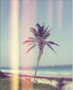 a palm tree on the beach with rainbows in the background