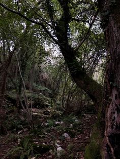 an old tree in the middle of a forest