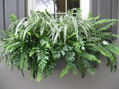 a window box filled with lots of green plants