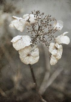 some white flowers with brown leaves on them