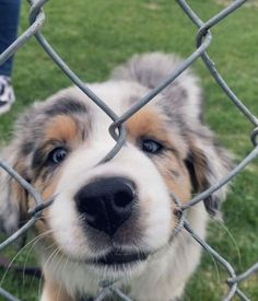 a close up of a dog behind a chain link fence with grass in the background