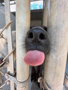 a dog sticking its tongue out from behind some poles