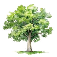 a watercolor painting of a tree with green leaves