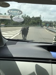 a cow is walking across the street from a car window as it drives down the road