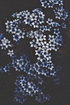 black and white photograph of flowers in the dark