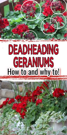 Text says Deadheading geraniums. How to and why to. one image showing geraniums needing to be deadheaded. Another image showing beautiful flowering red geraniums Harvest Lavender, Companion Flowers, Garden Ideas Budget, Plants For House, Flower Pot Arrangements, Patio Flower Pots