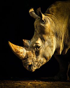 a rhinoceros is standing in the dark with its head turned to the side