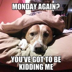 a dog laying on top of a bed under a blanket with the caption monday again? you've got to be kidding me