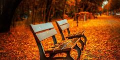 two wooden benches sitting in the middle of a park filled with trees and fallen leaves