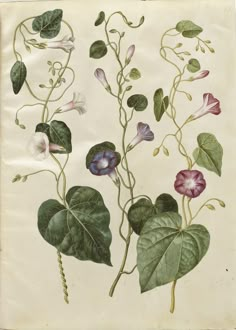 an illustration of flowers and leaves on a white paper with green stems, pink petals, and purple blooms