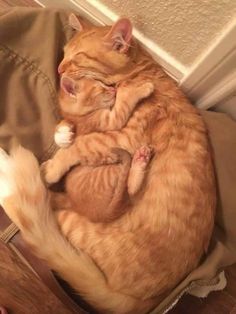 an orange cat sleeping on top of another cat