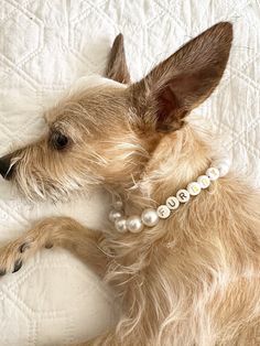 a small dog laying on top of a bed with a pearl necklace around it's neck