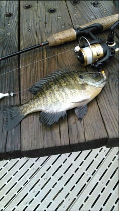 a fish that is laying on the ground next to a fishing rod and some lures