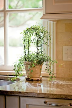 a potted plant sitting on top of a kitchen counter next to a sink and window